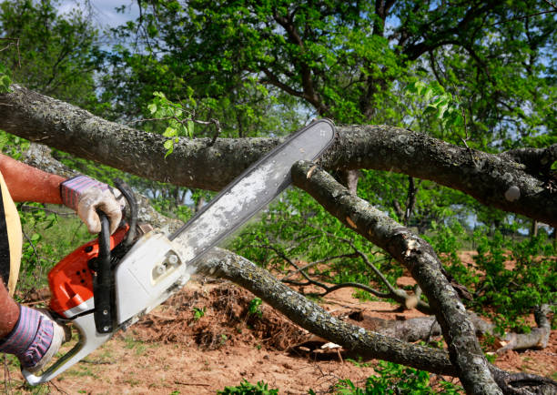 Best Affordable Tree Service  in Zuni Pueblo, NM